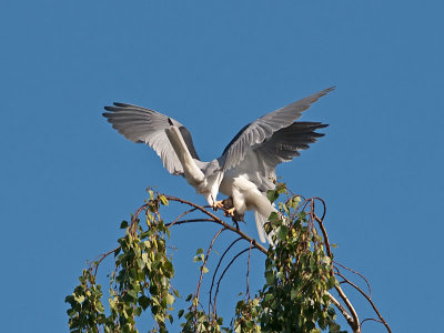 White-tailed Kites _4251179.jpg