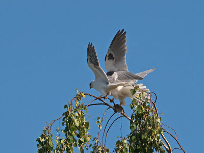 White-tailed Kites _4251185.jpg