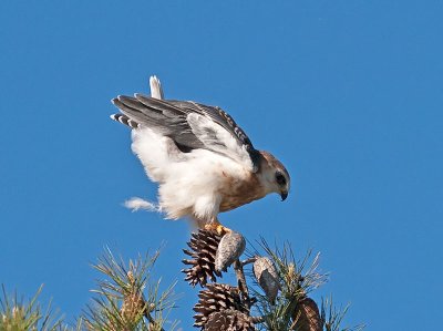 juvenile White-tailed Kite _4301442.jpg