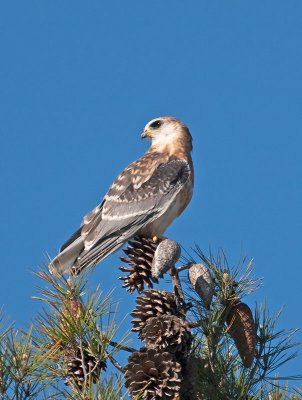 juvenile White-tailed Kite _4301451.jpg