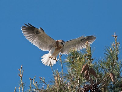 juvenile White-tailed Kite _4301489.jpg
