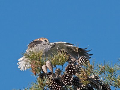 juvenile White-tailed Kite _4301502.jpg