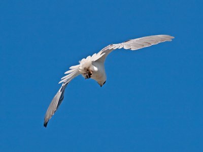 White-tailed Kite _4301519.jpg