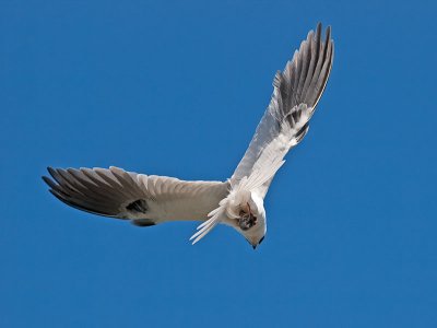 White-tailed Kite _4301520.jpg