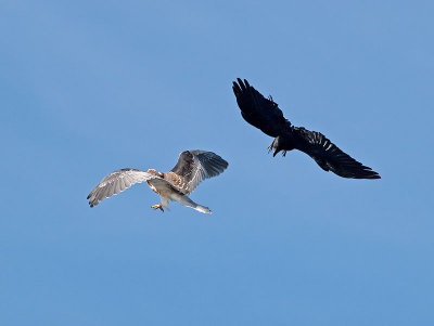 Crow and Kite _5011662.jpg