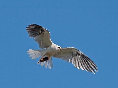 White-tailed Kites _5011711.jpg