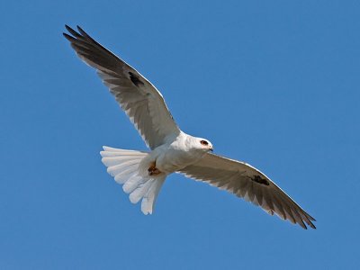White-tailed Kites _5011716.jpg