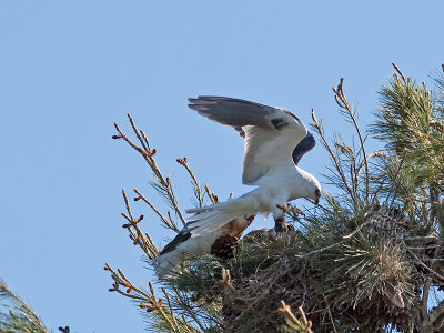 White-tailed Kites _5011745.jpg
