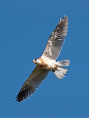 White-tailed Kites _5032115.jpg