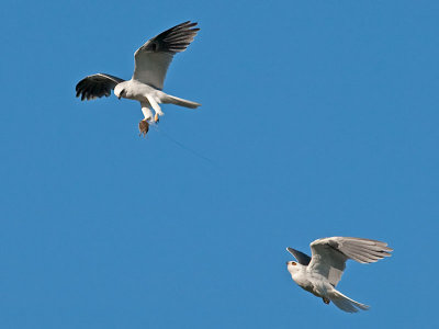 White-tailed Kites _5032384.jpg