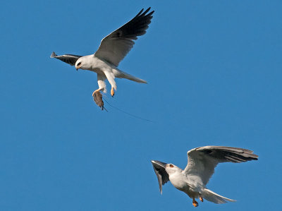 White-tailed Kites _5032385a.jpg