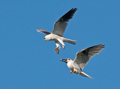 White-tailed Kites _5032386a.jpg