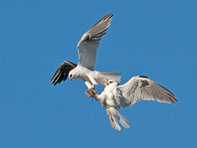 White-tailed Kites _5032387a.jpg