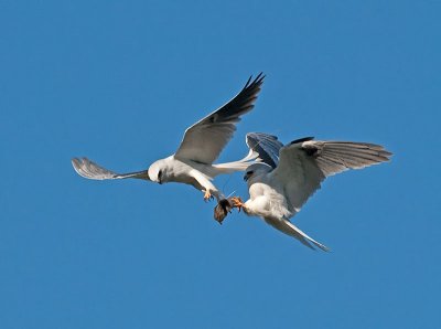 White-tailed Kites _5032388a.jpg