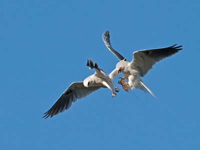 White-tailed Kites _5032389a.jpg