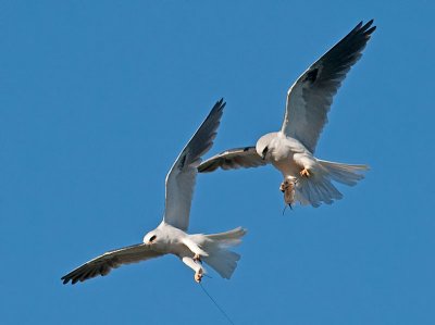 White-tailed Kites _5032390a.jpg