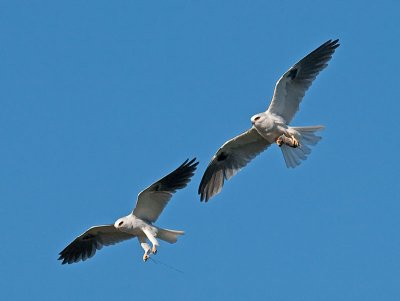 White-tailed Kites _5032391.jpg