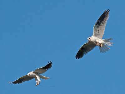 White-tailed Kites _5032392.jpg