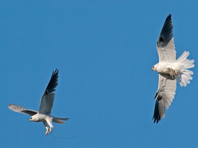 White-tailed Kites _5032393.jpg