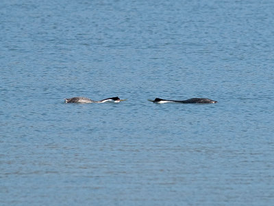 Western Grebes _5133362.jpg