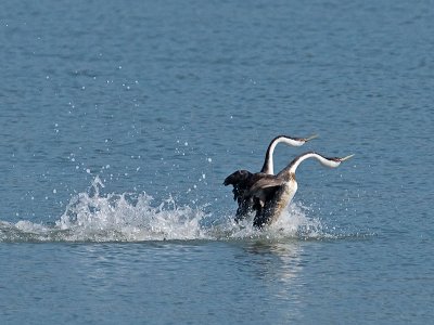 Dancing Grebes _5133372.jpg