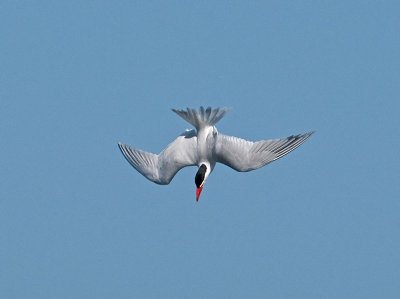 Caspian Tern _5133301.jpg