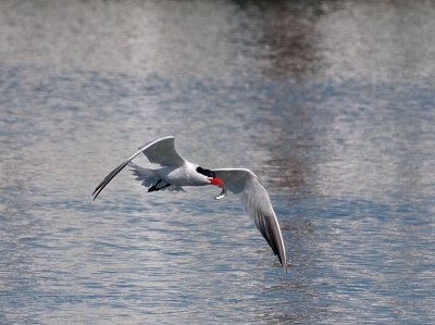 Caspian Tern _5133309.jpg