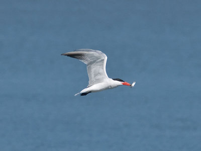 Caspian Tern _5133312.jpg