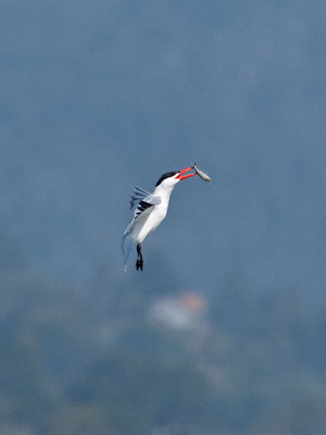 Caspian Tern _5133313.jpg