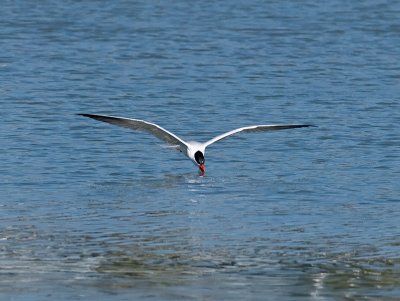 Caspian Tern _5133336.jpg