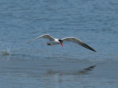 Caspian Tern _5133340.jpg