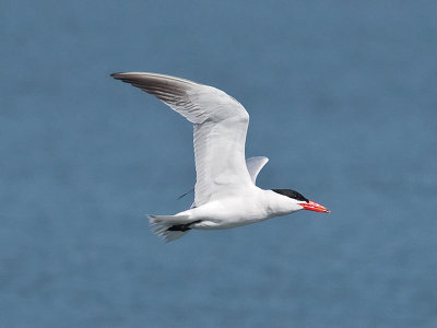 Caspian Tern _5133342.jpg