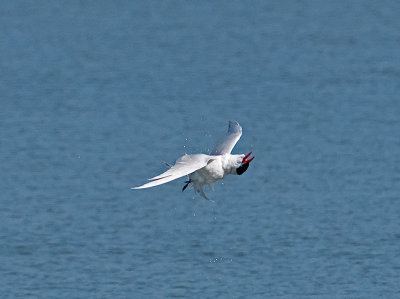 Caspian Tern _5133349.jpg