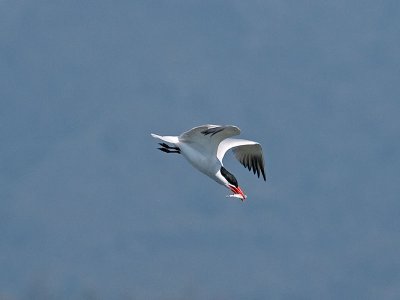 Caspian Tern _5133314.jpg