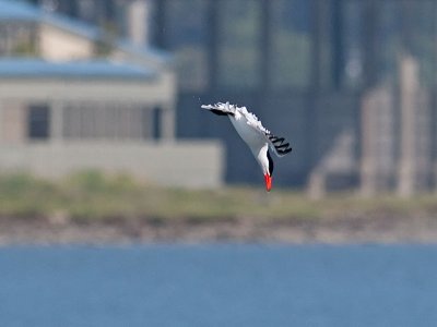 Caspian Tern _5133323.jpg