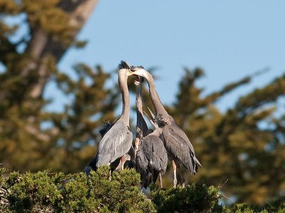 Great Blue Heron w chicks _5113006.jpg