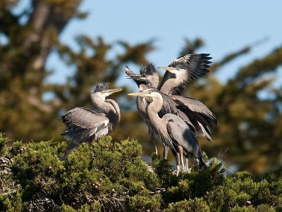 Great Blue Heron  w chicks _5113030.jpg