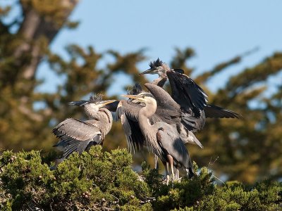 Great Blue Heron w chicks _5113031.jpg
