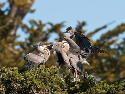 Great Blue Heron  w chicks _5113031.jpg