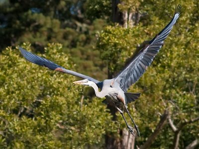 Great Blue Heron _5112943.jpg