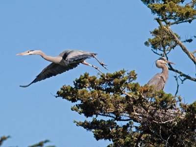 Great Blue Heron _5112974.jpg