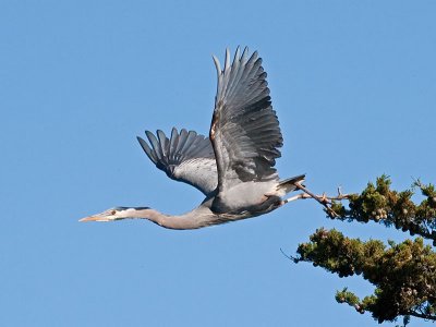 Great Blue Heron _5112975.jpg