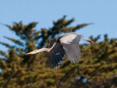 Great Blue Heron _5112976.jpg