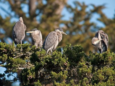 Great Blue Heron chicks _5112927.jpg