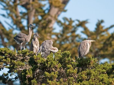 Great Blue Heron chicks _5112964.jpg