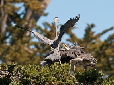 Great Blue Heron w chicks _5112996.jpg