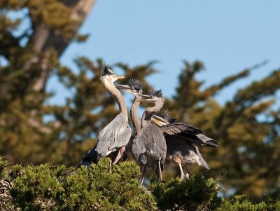Great Blue Heron w chicks _5113008.jpg