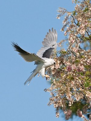 White-tailed Kite _5133224.jpg