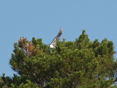 White-tailed Kite _5133240.jpg