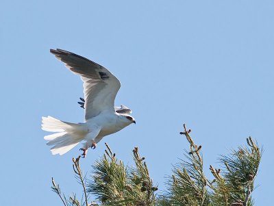 White-tailed Kites _5011749.jpg